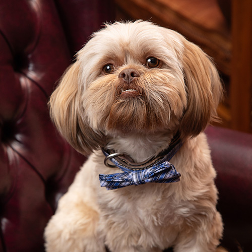 Shaggy Photo